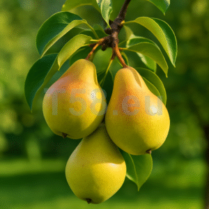 Három érett körte lóg egy napfényes faágon