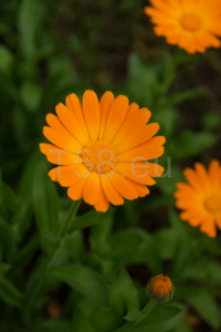 Élénk narancssárga körömvirág teljes virágzásban, zöld levelek között, természetes kertkörnyezetben.