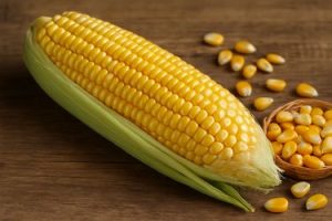 Friss kukoricacső zöld levelek között, természetes napfényben