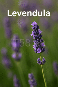 Virágzó levendulamező napsütésben, a háttér elmosódott